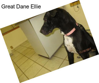 Great Dane Ellie