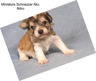 Miniature Schnauzer Akc Nitro