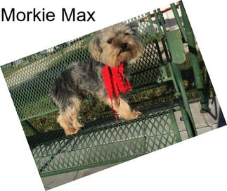 Morkie Max