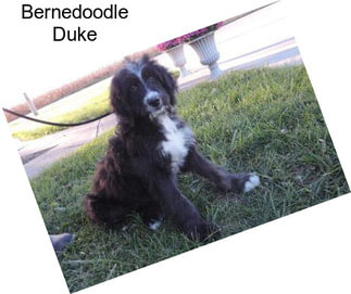 Bernedoodle Duke