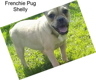 Frenchie Pug Shelly