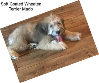 Soft Coated Wheaten Terrier Madix