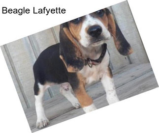 Beagle Lafyette
