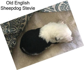 Old English Sheepdog Stevie