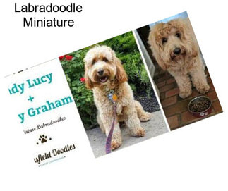 Labradoodle Miniature