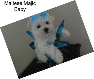 Maltese Majic Baby
