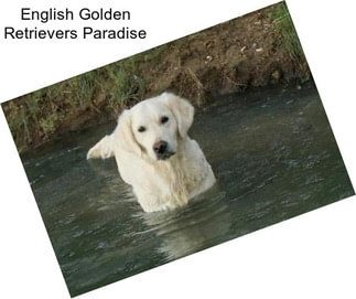 English Golden Retrievers Paradise