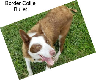 Border Collie Bullet