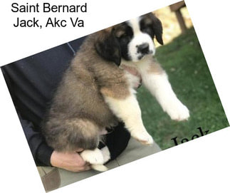 Saint Bernard Jack, Akc Va