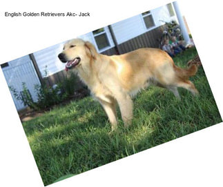 English Golden Retrievers Akc- Jack