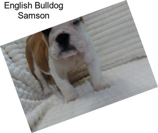 English Bulldog Samson