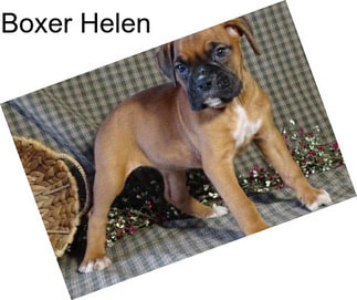 Boxer Helen