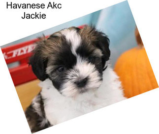 Havanese Akc Jackie