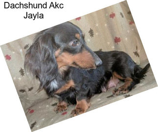 Dachshund Akc Jayla