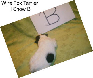 Wire Fox Terrier Il Show B