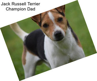 Jack Russell Terrier Champion Dad