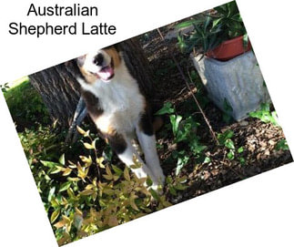 Australian Shepherd Latte