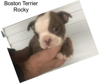 Boston Terrier Rocky