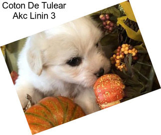 Coton De Tulear Akc Linin 3