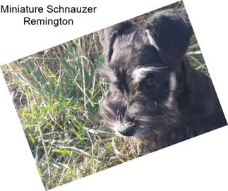 Miniature Schnauzer Remington