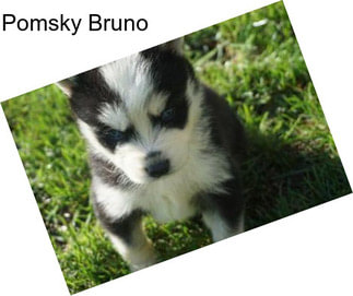 Pomsky Bruno