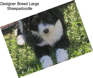 Designer Breed Large Sheepadoodle