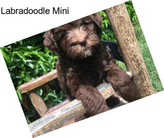 Labradoodle Mini