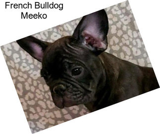 French Bulldog Meeko