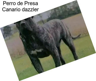 Perro de Presa Canario \