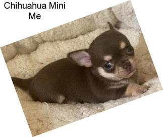 Chihuahua Mini Me
