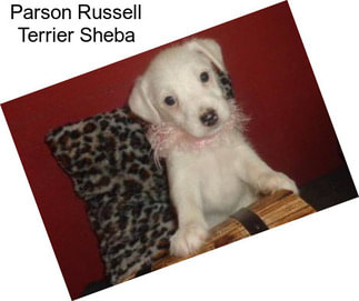 Parson Russell Terrier Sheba