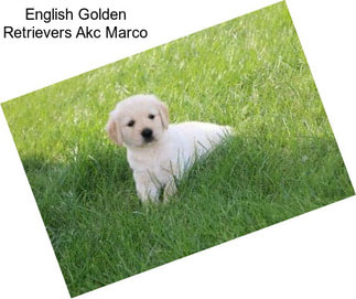 English Golden Retrievers Akc Marco