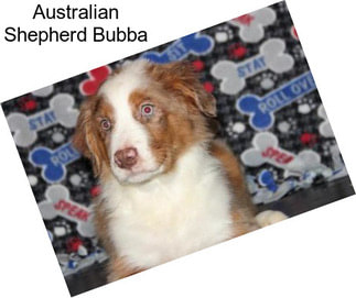 Australian Shepherd Bubba