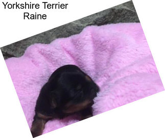 Yorkshire Terrier Raine