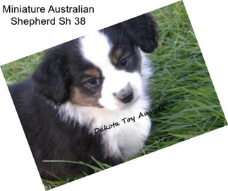 Miniature Australian Shepherd Sh 38