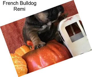 French Bulldog Remi