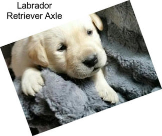 Labrador Retriever Axle