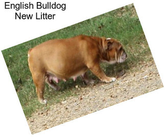 English Bulldog New Litter