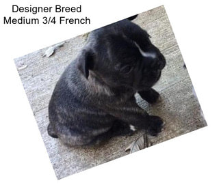 Designer Breed Medium 3/4 French