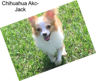 Chihuahua Akc- Jack