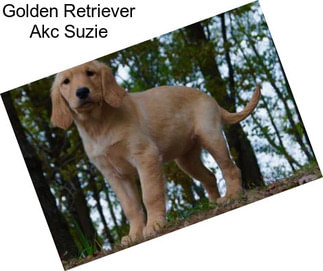 Golden Retriever Akc Suzie