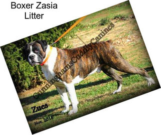 Boxer Zasia Litter