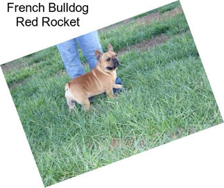 French Bulldog Red Rocket