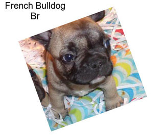 French Bulldog Br