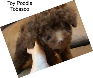 Toy Poodle Tobasco
