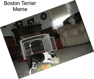 Boston Terrier Meme