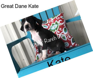 Great Dane Kate