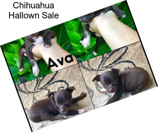 Chihuahua Hallown Sale