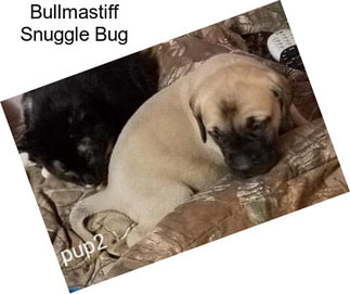 Bullmastiff Snuggle Bug