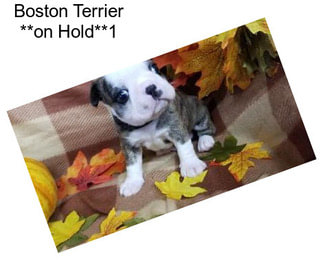 Boston Terrier **on Hold**1